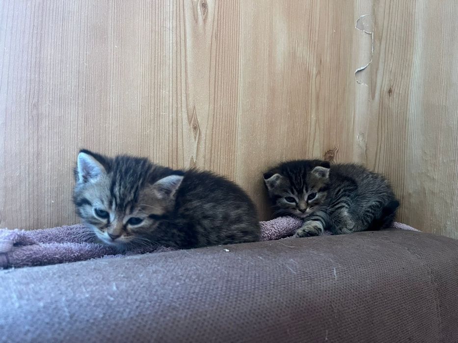 Отдам даром котят