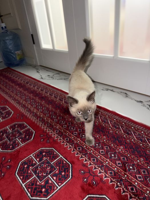 Продам кошку,тайская кошка