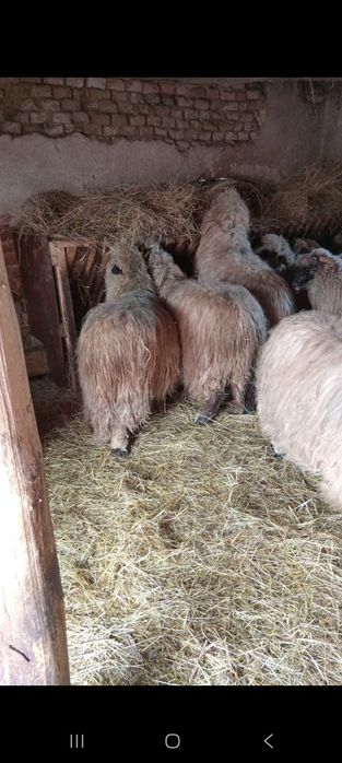 Vând 19 mioare (oi)