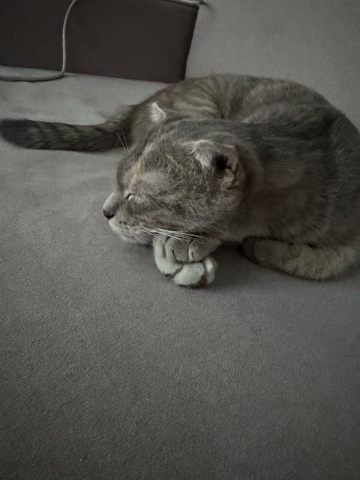 Шотландская вислоухая кошка