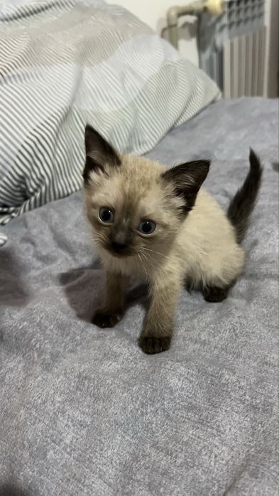 Котята породистые