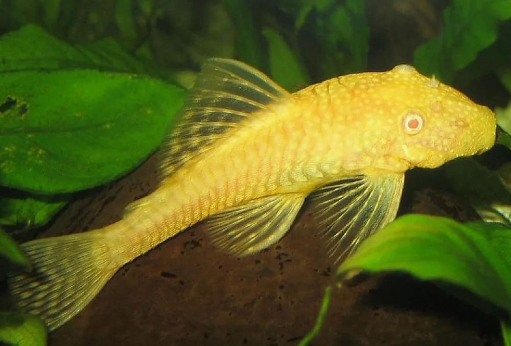 Анцитрус золотой - сомик