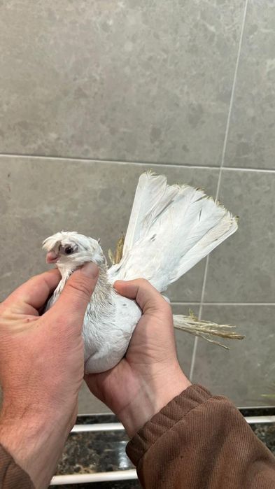 Продаю молодую челкарку