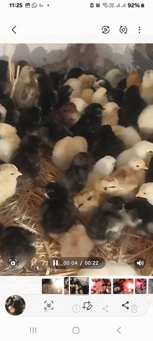 Продоется циплята