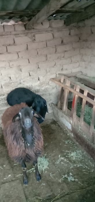 Ұрғашы қой,тоқтылар