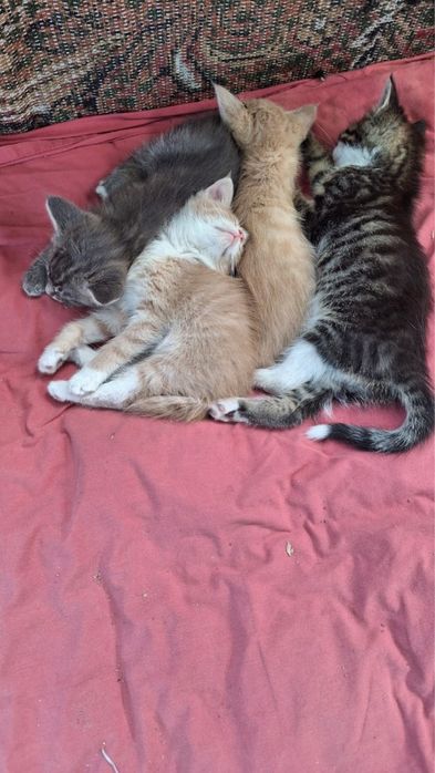 Котята мейнкуна помесные