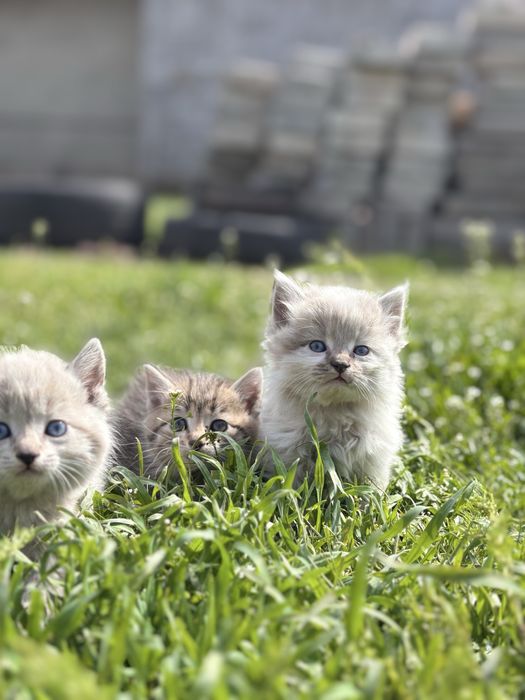 Отдам котёнка хорошие руки