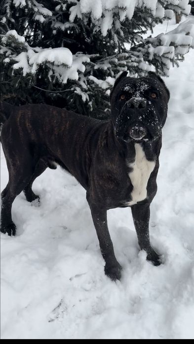 Кане Корсо для вязки