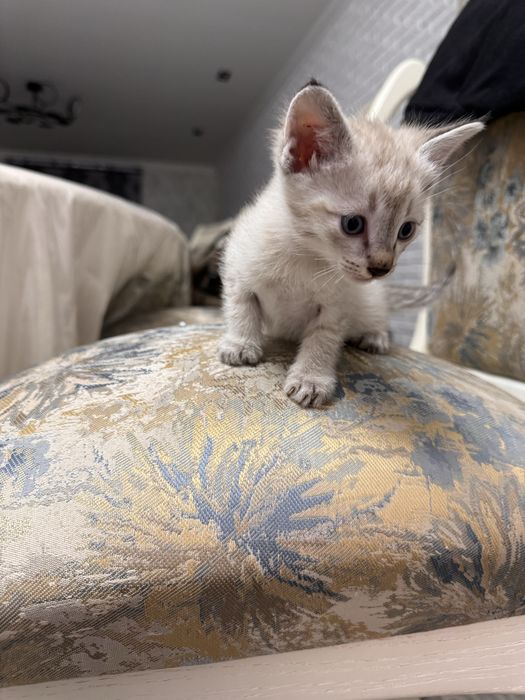 Ищем хозяина для котят