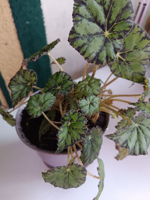 Домашний  цветок