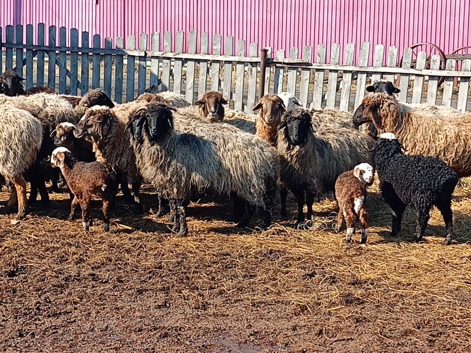 Продам овечек на развод