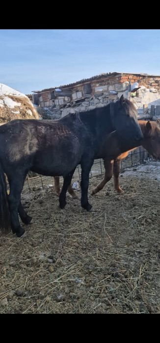 Продам бие 7 жасар