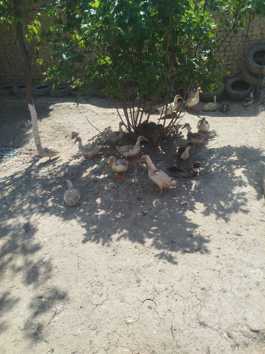 Урдак тухуми сотилади