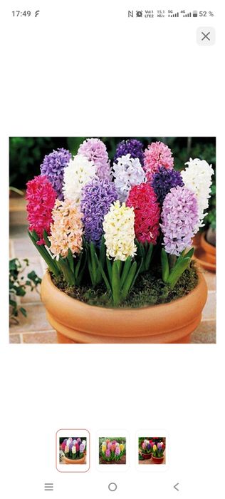 Гиацинты , оптом и в розницу