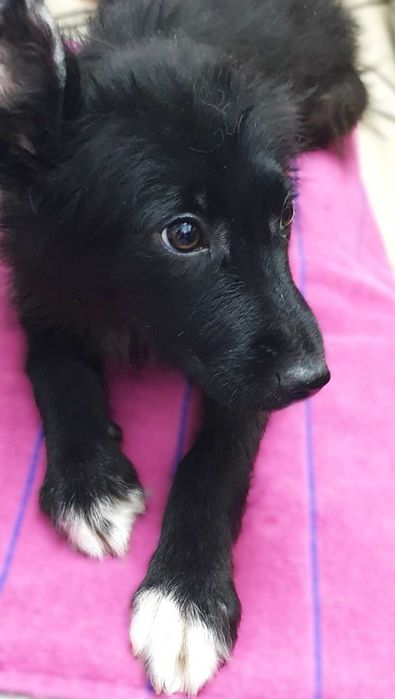 отдам щенков в хорошие руки