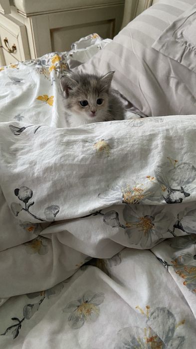 Отдам котенка в хорошие руки