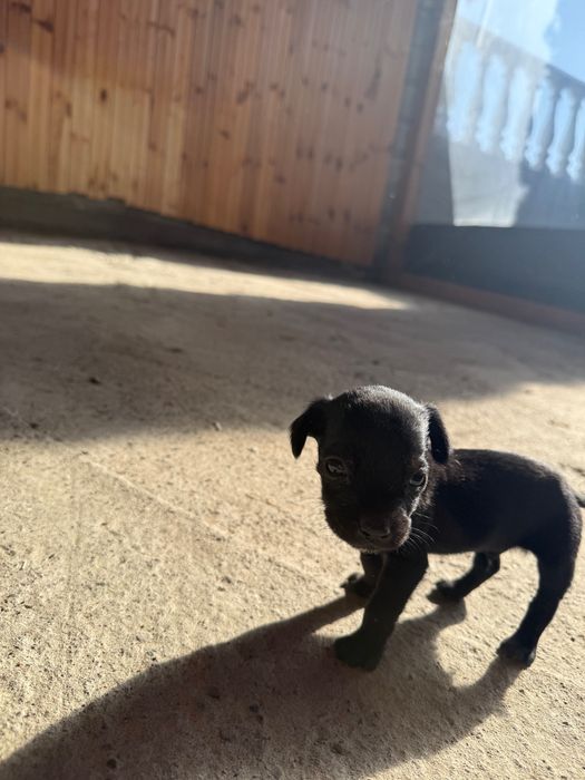 Породисти кученца пинчери