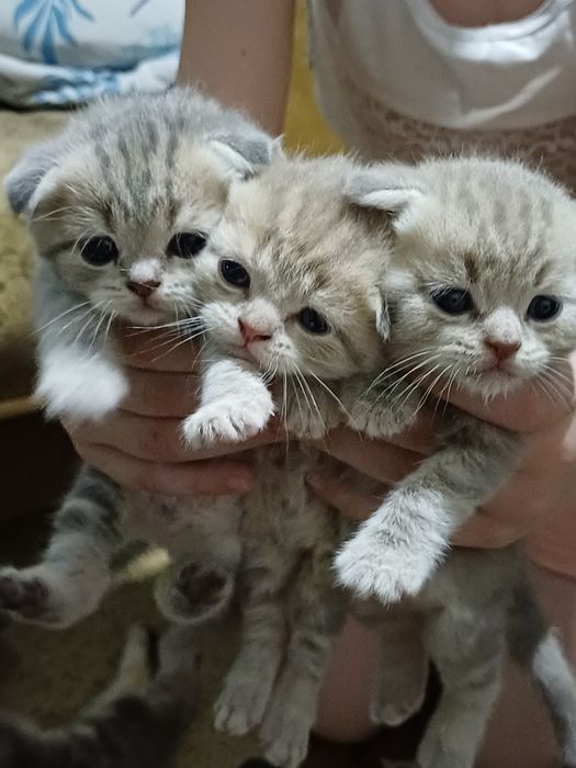 Шотланские вислоушки