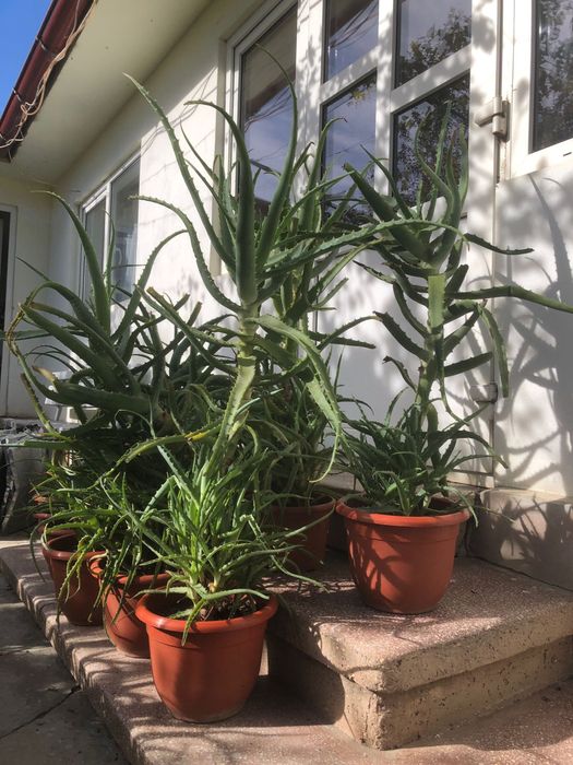 Vand aloe vera frunze si ghiveci