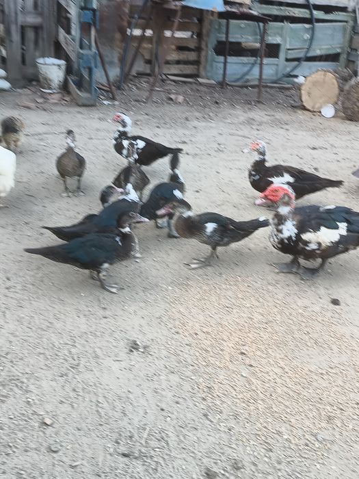 Vand rațe tinere