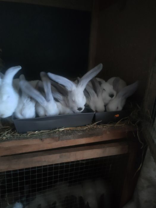 Iepuri de rasa de vânzare