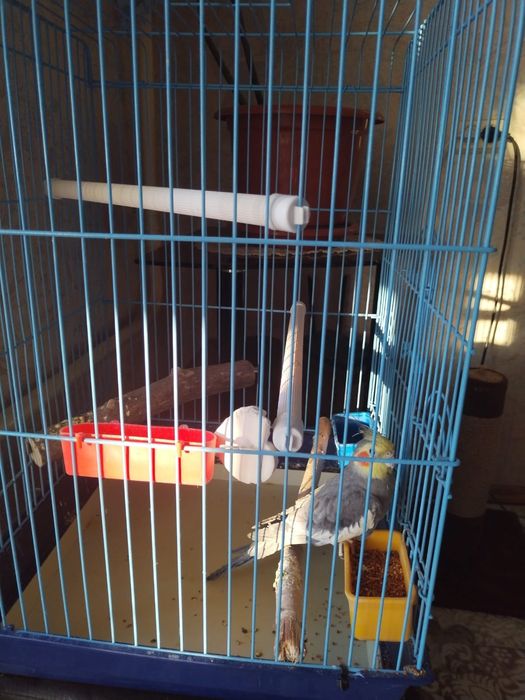 Продается попугай Корелла