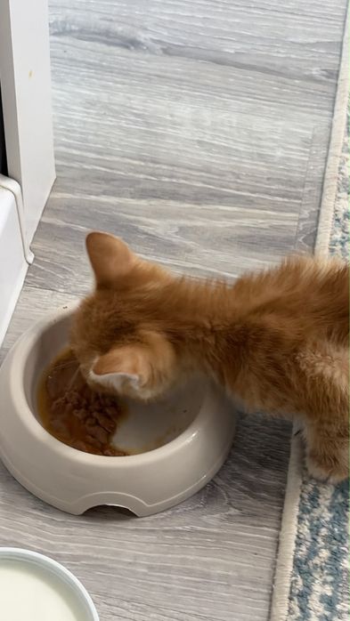 Продам шотландского котёнка