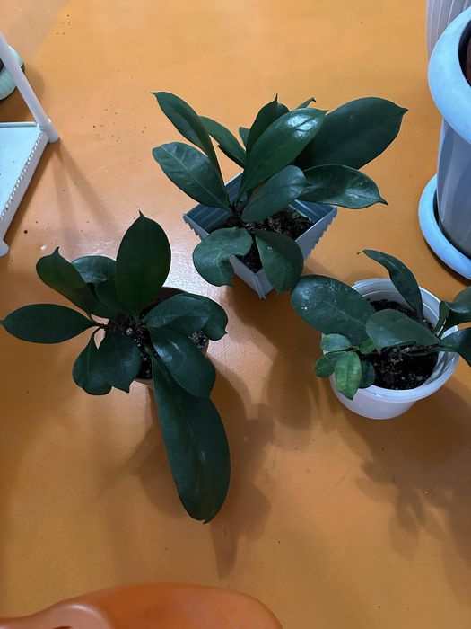 Үй гүлдері сатылады