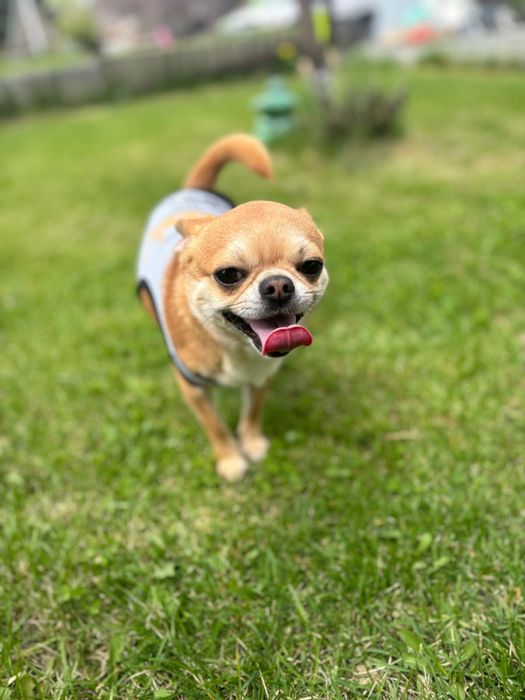 Вязка чихуа-хуа кобель