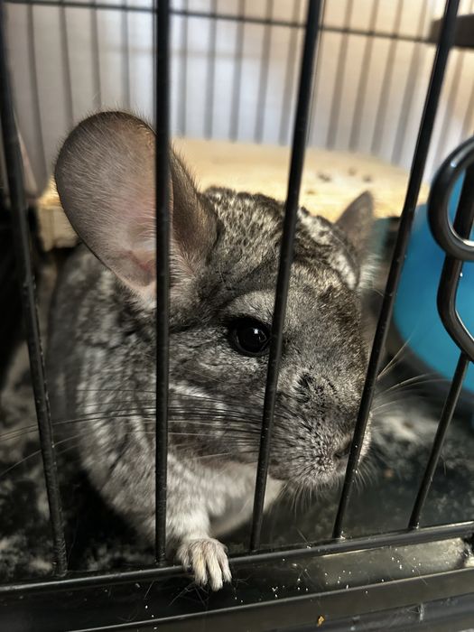 Продам шиншилу с клеткой