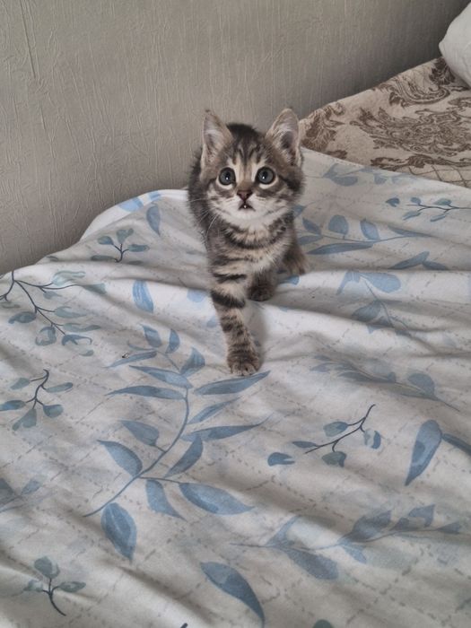 Котенок  короткощерстая