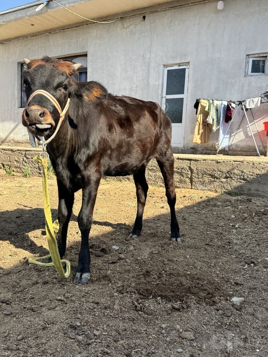 Gunojinlar sotiladi 12 milion sumdan savdosi bor