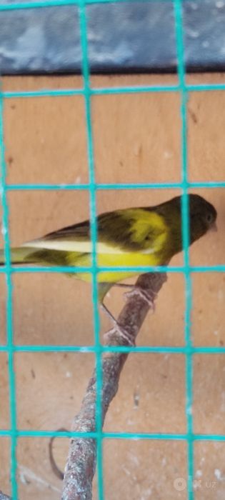 srochna kanareykalar sotiladi
