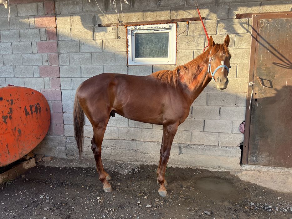 Чисто кровный лошать