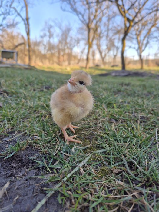 Pui găină Gat Golaș 3 săptămâni