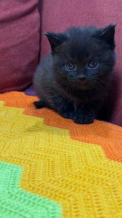 Отдам котенка девочку в добрые руки