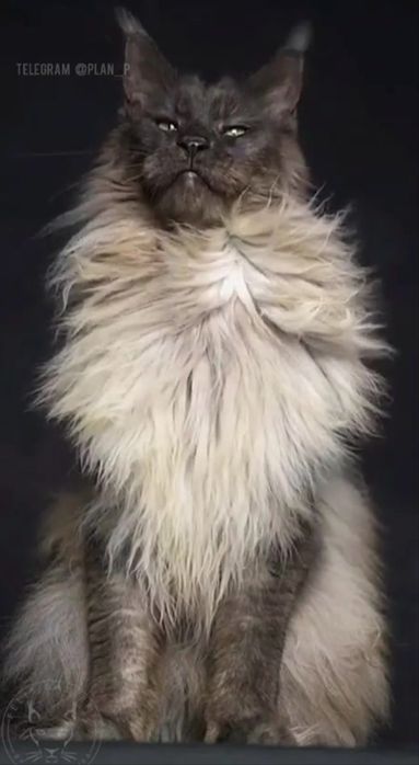 Мейнкун мальчик котенок