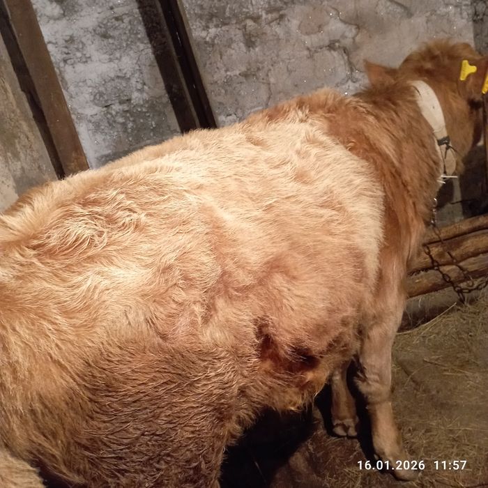 Продам двух быков!