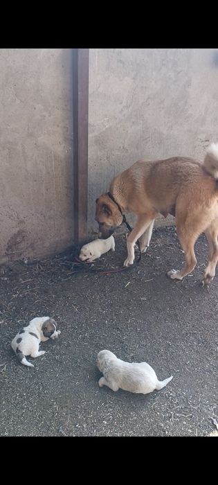 Продам 3 щенка сучек