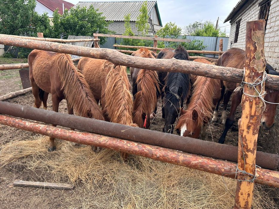 Продам тайлар тай полторашки