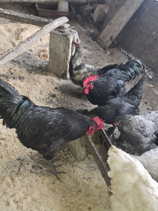 Австралорп хурозлари сотилади ( 4 та бор)