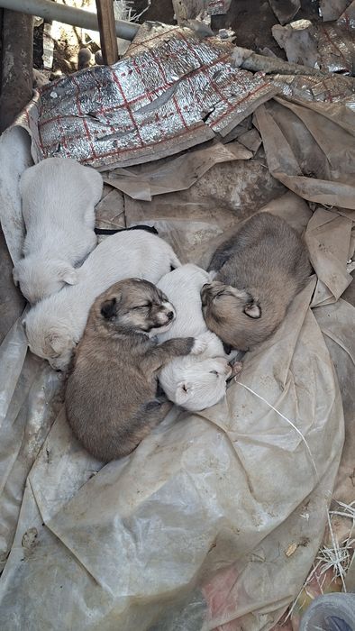 Отдам бесплатно в добрые руки щенков