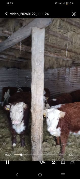 Акбас кашарлар сатылады плем статуспен