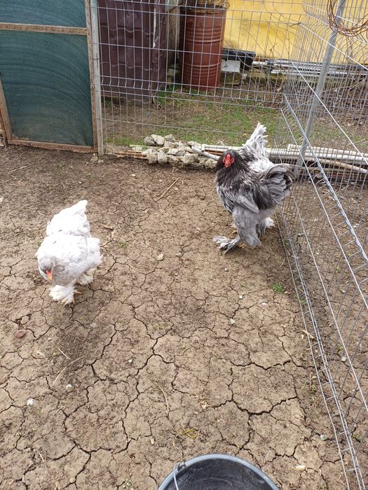 Cocos brahma albastru