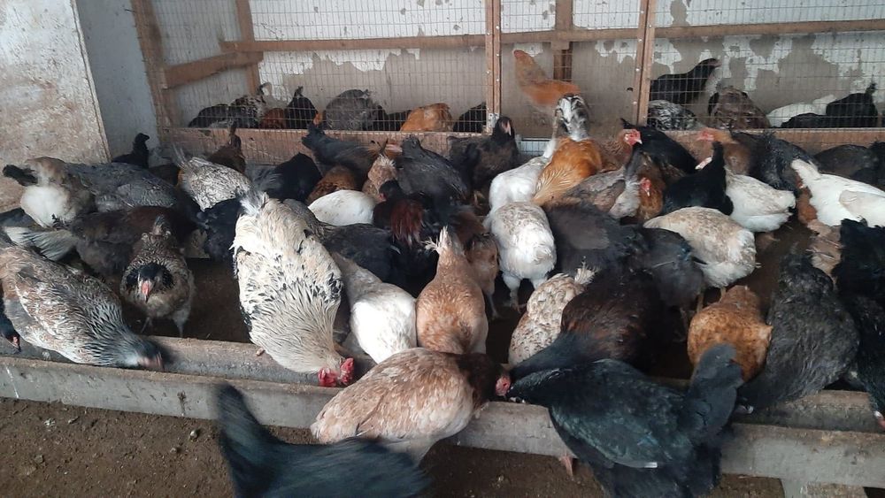 Продаются домашние курицы