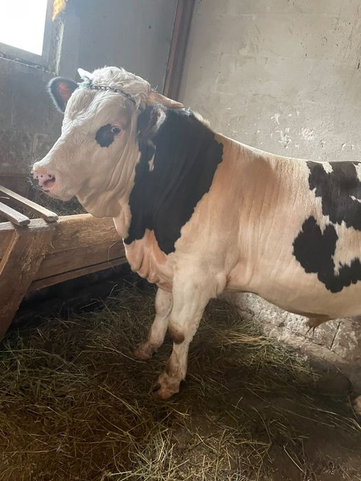 Vând taur de 600kg