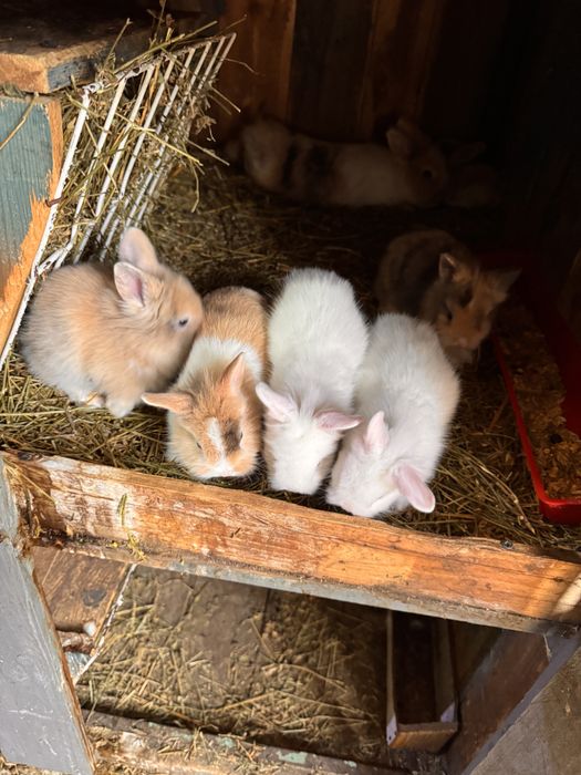 Vand iepurasi cap de leu pitic