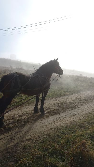 Mânz negru de vânzare