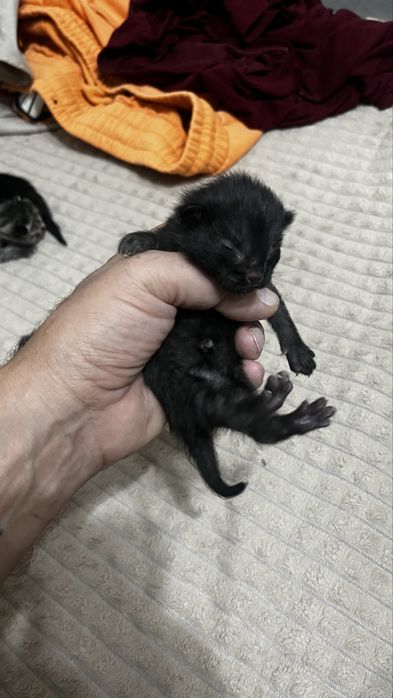 Котенок Уголек ищет семью.