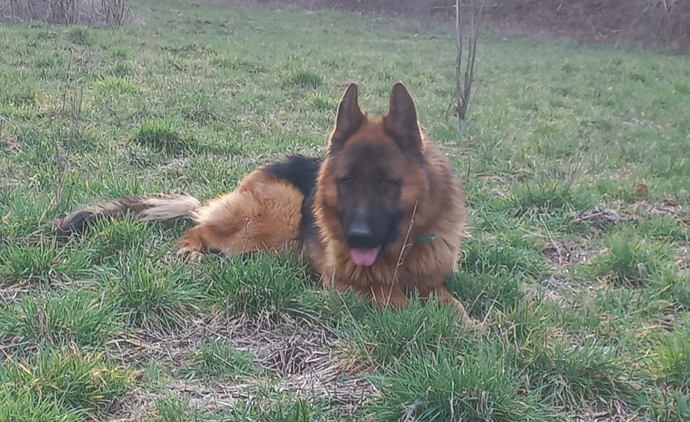 Продавам немска овчарка